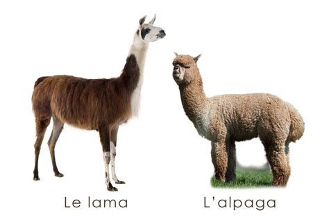 Lama Et Alpaga Différences De Ces Deux Camélidés