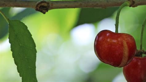 Natural Product Helps Prevent Cherry Cracking Growing
