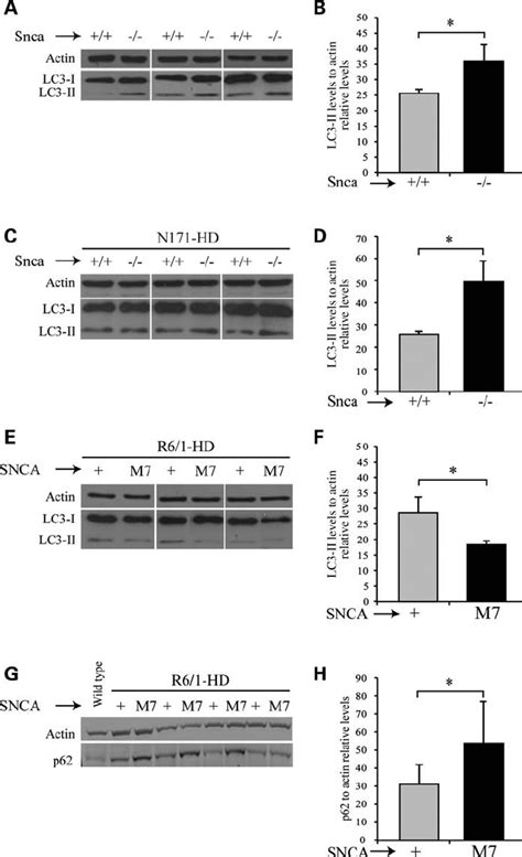 A Synuclein Levels Modulate Autophagy In Vivo A And F Lc3 Ii