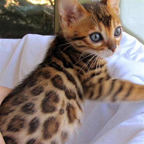 Stunning Little Bengal Baby I Would Love One Or Two Theyre