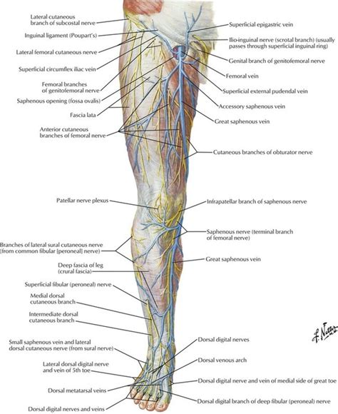 Lower Limb Artery And Vein Anatomical Innervation Leg Vein Anatomy Hot Sex Picture