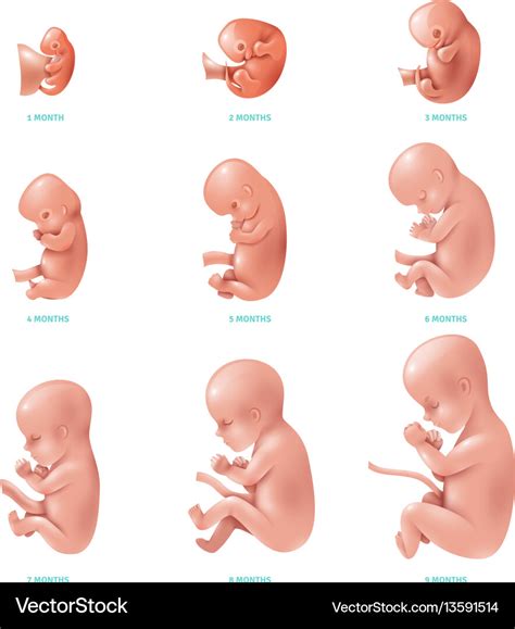Human Fetus Inside Icon Set Royalty Free Vector Image