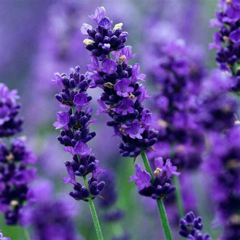 Sweetness › Yoonmin Omegaverse Planta De Lavanda Flores De Lavanda