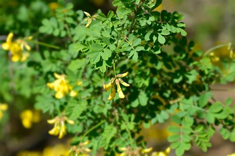 Vetchlike Coronilla Stock Photo Download Image Now Botany Bush