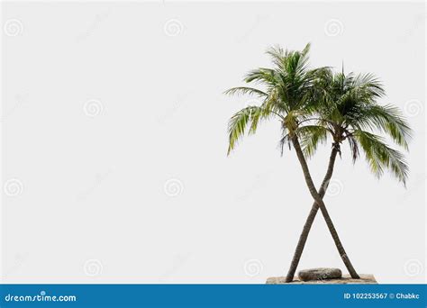 Two Coconut Palm Trees Stock Image Image Of Tropical 102253567