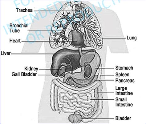 This diagram depicts picture of body organs location 2 with parts and labels. Body trunk with internal organs. | Download Scientific Diagram