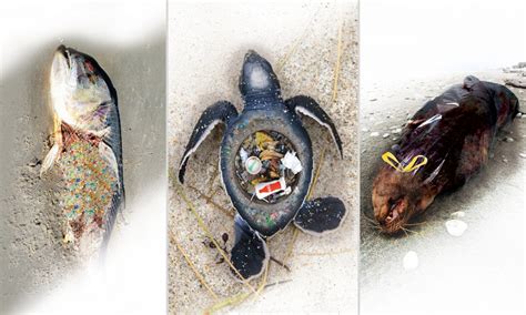 The Impact Of Litter On Sealife Christian Waters Powerful Images