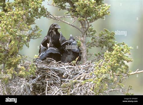 Common Raven Corvus Corax Feeding Chicks In Nest Stock Photo Alamy