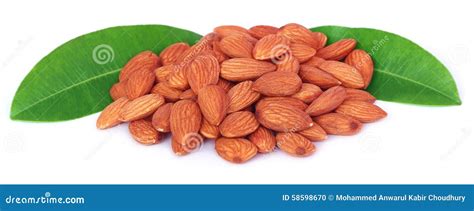 Fresh Almonds Stock Photo Image Of Almonds Seed Vegetarian 58598670