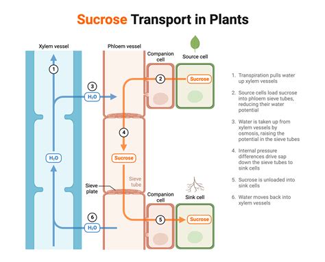 Sucrose Transport In Plants Biorender Science Templates