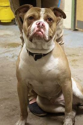 Breed contact information katrina huffmaster phone: American Bulldog Rescue - 501C3 Not-for-Profit Dog Rescue ...