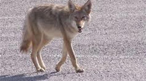 Nevada Wildlife Officials Warn Of Coyote Presence
