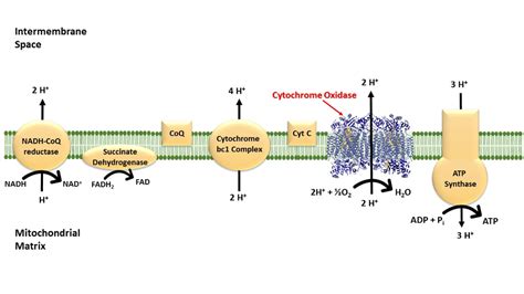 Cytochrome Oxidase Chemistry Libretexts