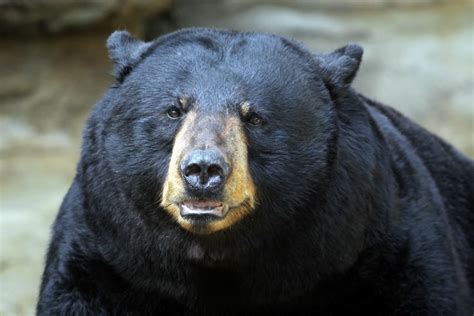Bear Attacks And Seriously Injures Man In Northern