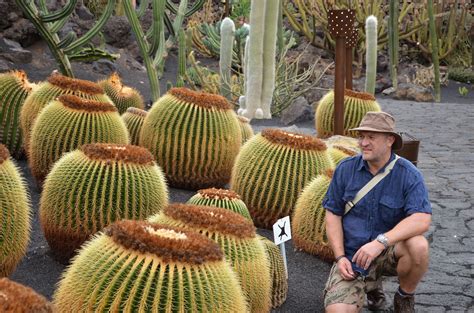Mature barrel cactus and saguaro cactus are very different in shape and size. Seed to Feed Me: WHAT IS THE DIFFERENCE BETWEEN A CACTUS ...