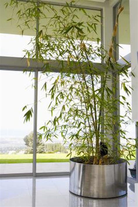 Learn How To Grow Bamboo Plants Indoors How To Guides Tips And