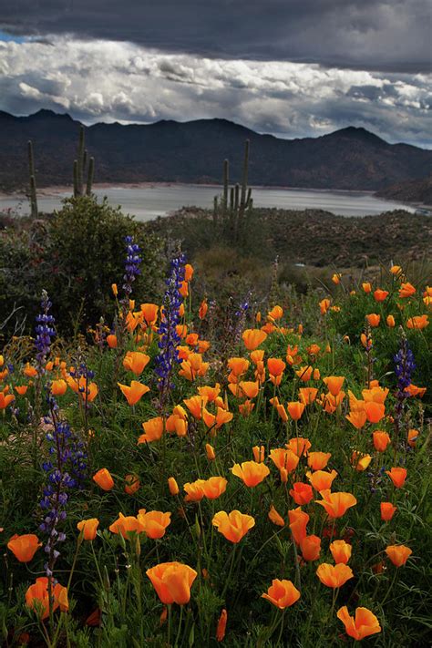 Desert Wildflowers At Bartlett Lake Arizona Ii Photograph By Dave Wilson