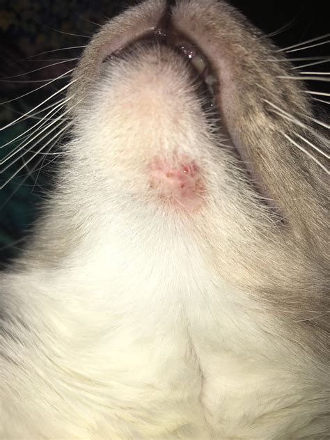 Painful Lump Under Cats Chin Avery Moyer