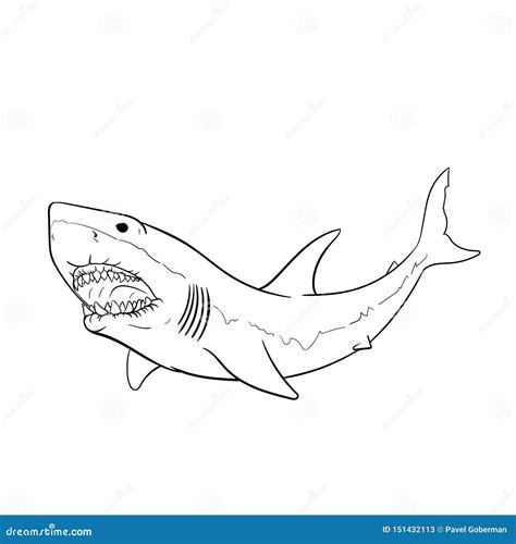 Great White Shark Hand Drawing Vintage Engraving Illustration Vector