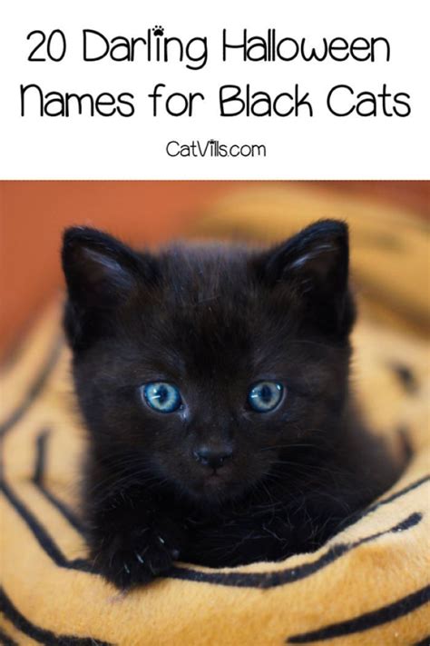 Clever Male Cat Names