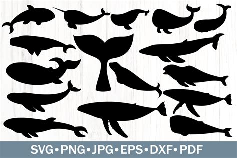 Whale Silhouettes Bundle Whale Svg Graphic By Southerndaisydesign