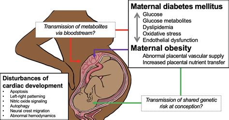 Maternal Obesity And Diabetes Mellitus As Risk Factors For Congenital Heart Disease In The