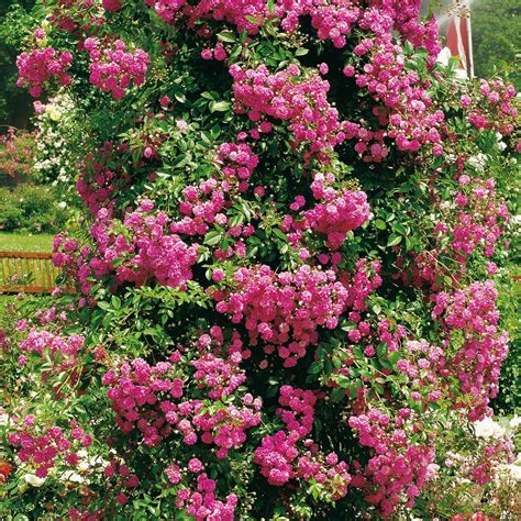 Beetrose Mini Eden Rose Rosa Mini Edenrose Beetrosen Garten
