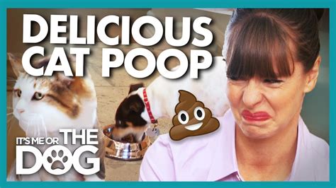 Cat Poop And Trash Are This Dogs Favorite Food Its Me Or The Dog
