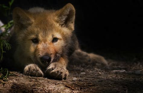 Wolf Pup Flickr Photo Sharing