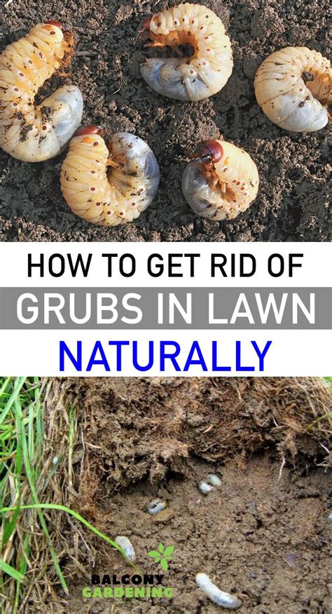 How To Get Rid Of Grubs In Lawn Naturally In 2020 Lawn Japanese