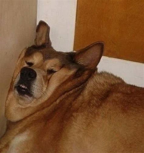 Создать мем упоротая собака собака мем мемы про собак Картинки