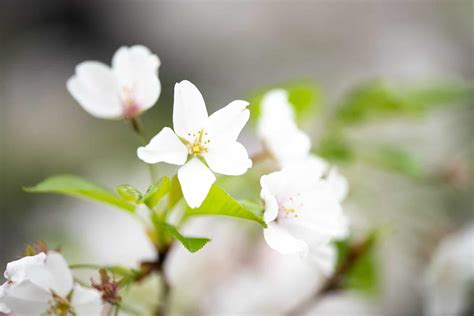 Dc Cherry Blossom Watch April 7 2019