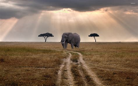 African Elephant Wallpaper 68 Images