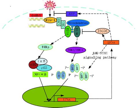 Schematic Diagram Of Virus Triggered Type I IFN Signaling Pathways Download Scientific Diagram