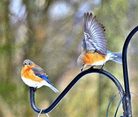 A Pair Of Bluebirds Photograph By Dirk Fecho Fine Art America