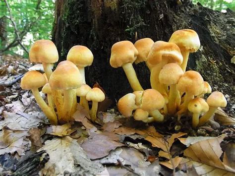 10 Mushrooms That Grow In Clusters And Bunches With Photos