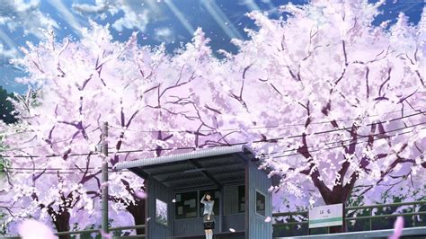 Tải Ngay 1000 Cherry Blossom Background Anime độ Phân Giải Cao