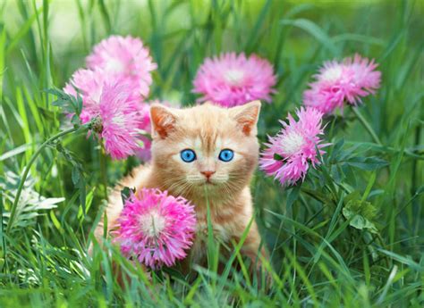 Do Your Cats Get Spring Fever Catster