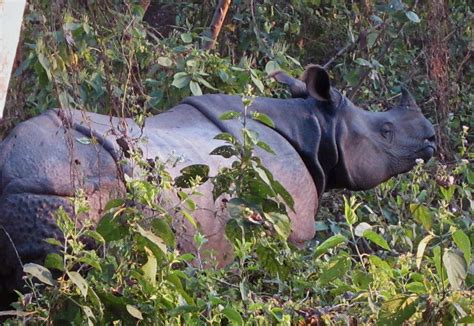 The Great One Horned Rhino At Chitwan National Park National Parks