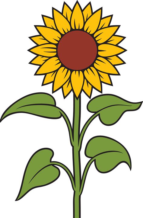 Sunflower Stem Color Vector Illustration 12867344 Vector Art At Vecteezy