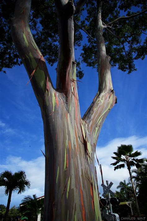 Gum tree stock images from offset. Mindanao Gum Tree | These beautifully barked trees are ...