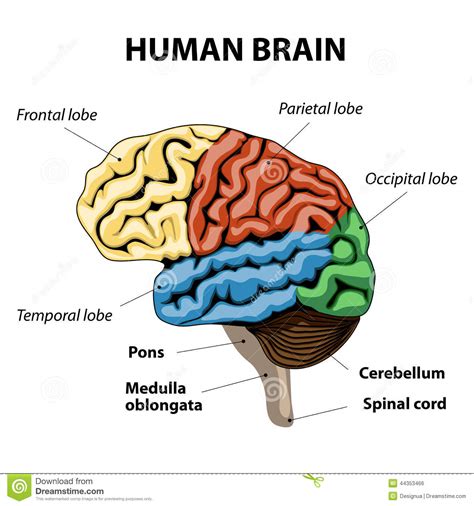 M1 is located in the frontal lobe of the brain, along a bump called the precentral gyrus (figure 1a). Human Brain Anatomy Stock Vector - Image: 44353466