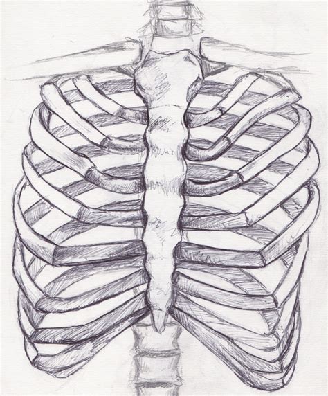 Rib Cage Anatomy Drawing Sternum Human Skeleton Anatomy Art The