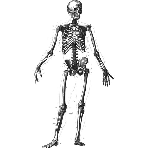 Скелет человека рисунок 8 класс биология