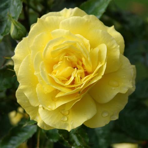 Heirloom Roses On Instagram Add The Dashing Bright Yellow Color Of