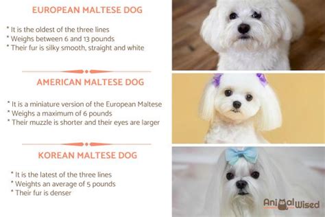 What Is The Oldest Maltese Dog