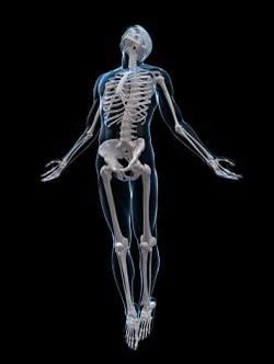 The feedback mechanism in the human body is show. bianca's skeletal system - Body Systems