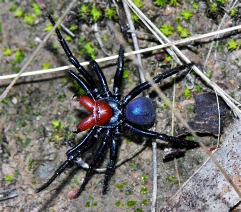 Red Headed Mouse Spider Missulena Occatoria · Inaturalist Australia