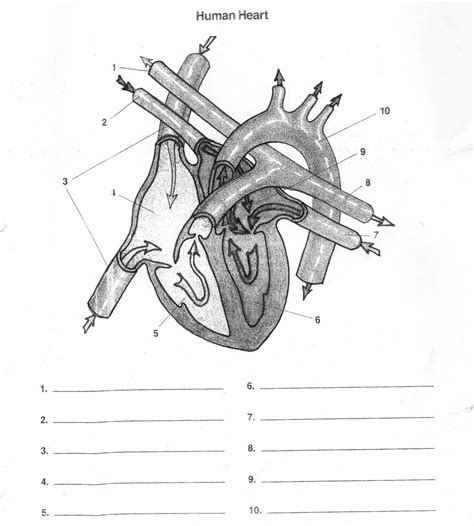 The Human Heart Anatomy And Circulation Worksheet Answers Worksheets