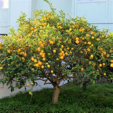 Improved Dwarf Meyer Lemon Trees Buy At Nature Hills Nursery Meyer
